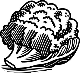 Fototapeta premium Cauliflower vegetable illustration fresh cauliflower head with textured florets and stem drawing