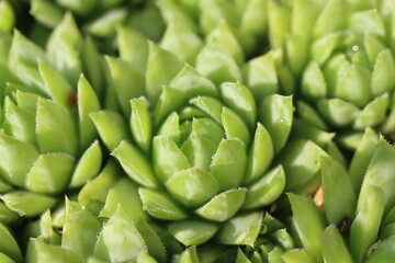 Jovibarba sobolifera rojownik pospolity rojniczek samoroda