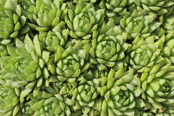 Jovibarba sobolifera rojownik pospolity rojniczek samoroda