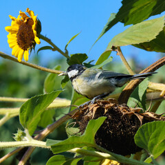 Colorful great tit bird [Parus major] perched on dried sunflower head in natural garden setting...