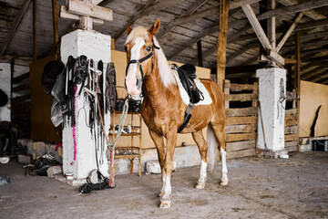 Brown horse saddled inside rustic stable waiting calmly for riding training session