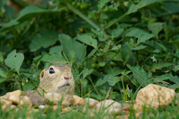 Fototapeta premium A close-up, low-angle portrait of a European Ground Squirrel [Spermophilus citellus] with an alert gaze, partially hidden by lush green foliage and rocks, conveying themes of focus and natural conceal