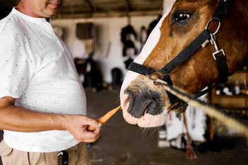 Man feeding carrot to horse inside stable, close-up of gentle interaction