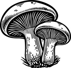 Fototapeta premium Two wild mushrooms with detailed gills and stems growing in grass, black and white botanical illustration