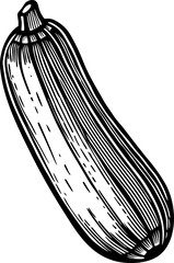 Illustration of a fresh zucchini with detailed lines and natural texture