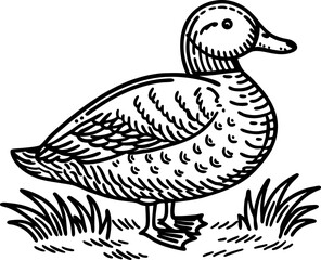 Obraz premium Black and white illustration of a duck standing on grass with detailed feathers and textured body