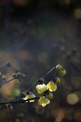 日本の初春の花、ロウバイ