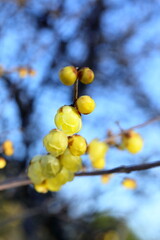 日本の初春の花、ロウバイ