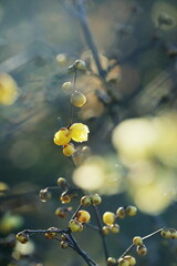 日本の初春の花、ロウバイ
