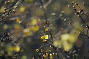 日本の初春の花、ロウバイ