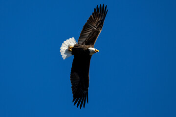 Obraz premium bald eagle in flight