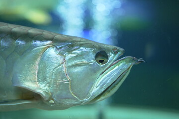 水面を泳ぐシルバーアロワナ