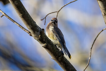 blue tit on branch © Eric