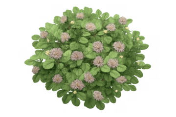 Lush green garden shrub featuring round pastel pink flowers and small yellow blooms, top view cutout