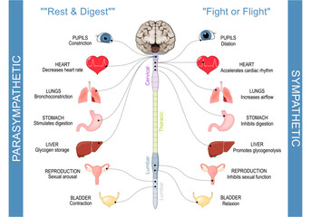 Sympathetic Nervous System And Parasympathetic Nervous System