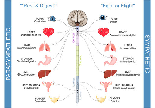 Sympathetic Nervous System And Parasympathetic Nervous System