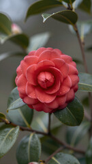 Red Camellia Flower Close-Up