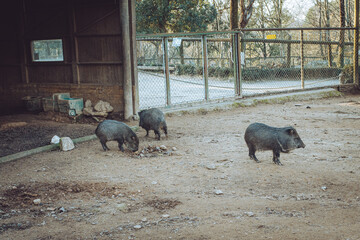 Collared peccary Zoo Santo In&aacute;cio Vila Nova de Gaia Portugal