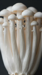Enoki Mushroom Close-Up