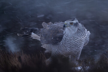 Northern goshawk in a harsh snowstorm