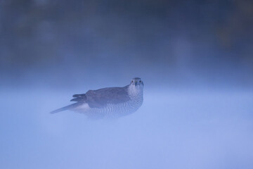 Northern goshawk in a snowstorm