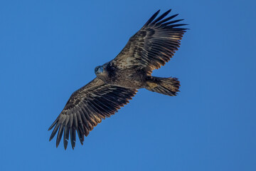 Fototapeta premium eagle in flight