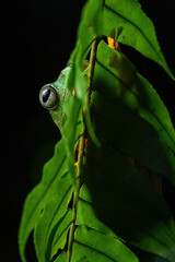 Rhacophorus reinwardtii or Green flying frog in a rainforest in Java, Indonesia. 