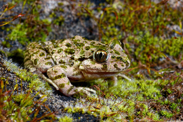 Obraz premium Portugiesischer Schlammtaucher // Lusitanian parsley frog (Pelodytes atlanticus) - Carrapateira, Portugal