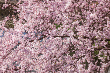 Rosa Kirschbl&uuml;ten auf  Baumzweigen im Fr&uuml;hling, Deutschland