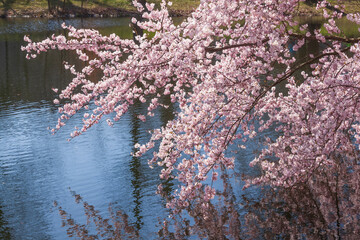 Rosa Kirschbl&uuml;ten auf  Baumzweigen im Fr&uuml;hling, Deutschland