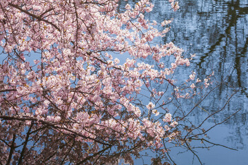 Rosa Kirschbl&uuml;ten auf  Baumzweigen im Fr&uuml;hling, Deutschland