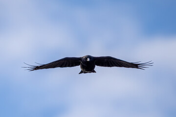 crow in flight