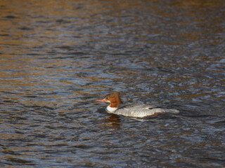 G&auml;nses&auml;ger
