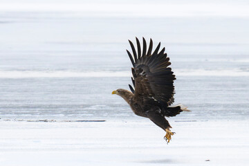 Bielik Haliaeetus albicilla, white-tailed eagle