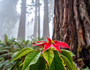 Vibrant red poinsettia in forest with tall trees and green foliage