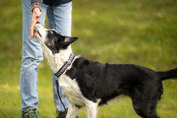 Border Collie in Dog Sport Performing Hand Touch Training for Bonding and Mental Engagement