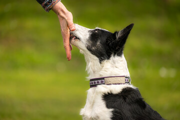Border Collie in Dog Sport Performing Hand Touch Training for Bonding and Mental Engagement
