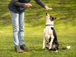 Border Collie in Dog Sport Performing Hand Touch Training for Bonding and Mental Engagement