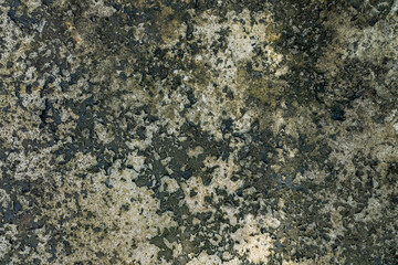 High-Resolution Dried Moss Residue Crust on Aged Concrete Surface Texture