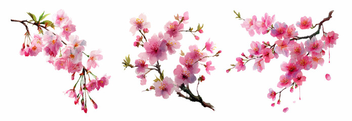 Watercolor cherry blossom and sakura blossom branch collection. Spring flowers in soft shades are perfect for romantic designs, Japanese-style projects and seasonal artwork. © Narin