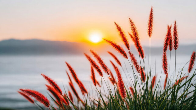 Feathery red fountain grass catching golden light at sunrise, creating a warm and peaceful natural scene