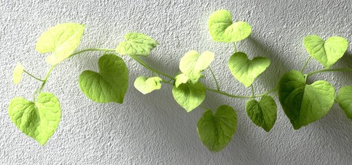 A green creeper with long vines and tiny leaves drapes over a white wall, its healthy foliage hanging gracefully to form a natural decorative border, a botanical flora element