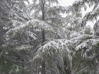 Firs covered by snow as winter background