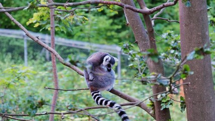 Lemurs In Natural Scene, Ringtailed Lemurs In Habitat, Juvenile And Adult Lemurs In Lively Surroundings