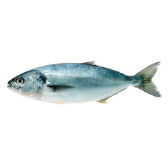 Fototapeta premium Fresh fish isolated on white background