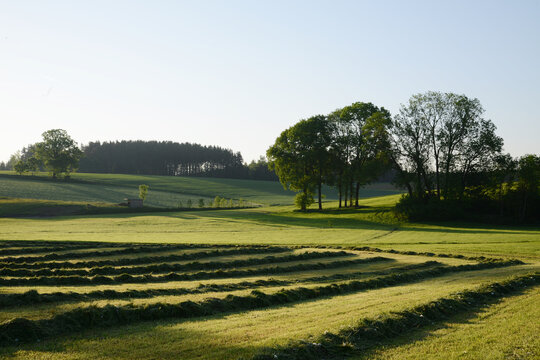 Feldlandschaft, Fr&uuml;hjahr,  Gr&uuml;nland,  Grasschwaden