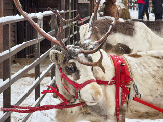Reindeer in harness on a farm in winter