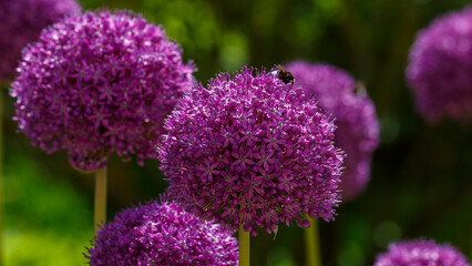Obraz premium Bumblebee on Allium giganteum flower. Floral background. Natural Wallpaperю