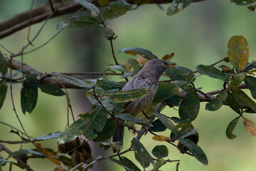 A close up profile of Jungle babbler perched on a tree branch. Its characteristic grey brown plumage, yellow beak, and a pale white yellow eyes against a soft, blurred green background.