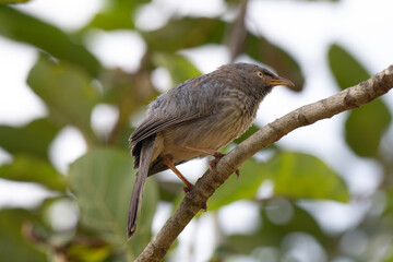 A close up profile of Jungle babbler perched on a tree branch. Its characteristic grey brown plumage, yellow beak, and a pale white yellow eyes against a soft, blurred green background.